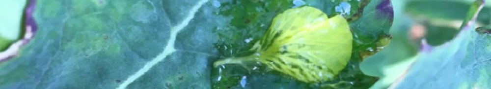 A petal stuck on a wet oilseed rape leaf